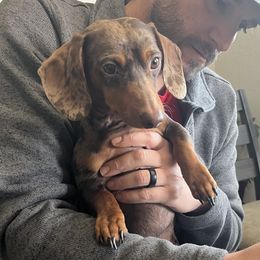 Milo - Dachshund