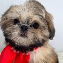 Ani - Shih Tzu puppy from Shihtzu Legacy