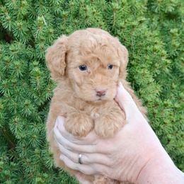 Spruce (gray collar) - Apricot male Schnoodle puppy in Mouth Of Wilson, Virginia from HoneyBunn Doodle Co.
