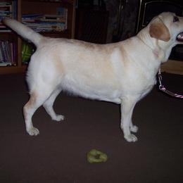 Labrador Retriever Puppies from Cougar Creek