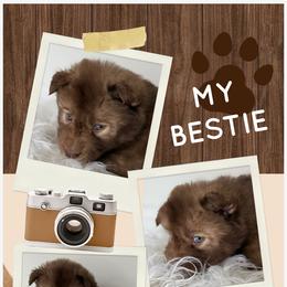 Magnolia - Red and white female Siberian Husky puppy in Florence, Kentucky from Moonlight Howl Huskies
