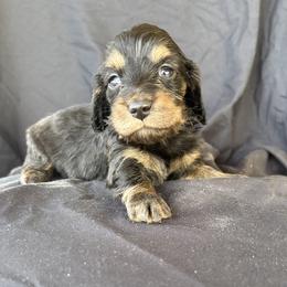 Black and cream - Black and cream male Dachshund puppy in Tonopah, Arizona from Brandie's Dachshunds
