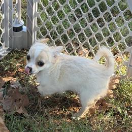 Dave - Fawn male Chihuahua puppy in Seneca, Missouri from Stephanie’s Puppy Colony