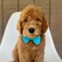 Mojito - Apricot male Goldendoodle puppy in Mount Pleasant, Tennessee from Doodle My Heart