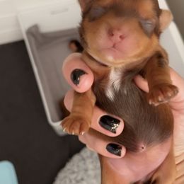 French Bulldog and Yorkshire Terrier Puppies from Casa De Silva LLC