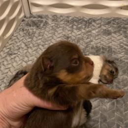 Pomeranian Puppies from Snow peak poms