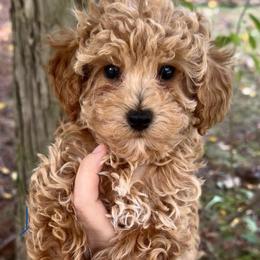 Sutton - Red  male Poodle puppy in Traverse City, Michigan from Riyem Wildflower Farms