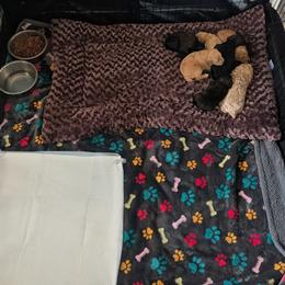 Poodle Puppies from Sarah's Poodles