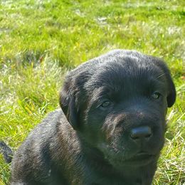 Working Dog Cross Puppies from Happy Hartz