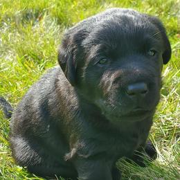 Working Dog Cross Puppies from Happy Hartz