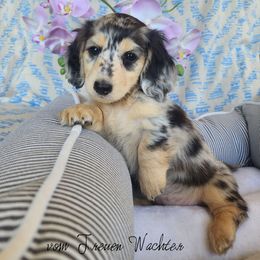 Journee - Dapple female Dachshund puppy in Grants Pass, Oregon from vom Treuen Wachter