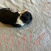 Sporty Mix Puppies from Mid TN aussies
