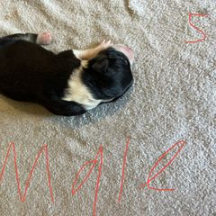 Sporty Mix Puppies from Mid TN aussies
