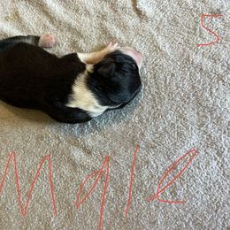 Sporty Mix Puppies from Mid TN aussies