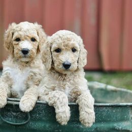 Poodles from Fitzgerald Standard Poodles