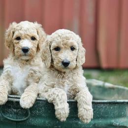 Poodles from Fitzgerald Standard Poodles