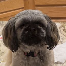 Coco - Shih Tzu