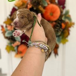 Buzz (Green) - Red  male Poodle puppy in Stuart Fl, Florida from Lincoln & Lady Co.