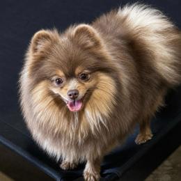 Whiskey - Lavender male Pomeranian puppy in Odessa, Texas from Cherry's Poms