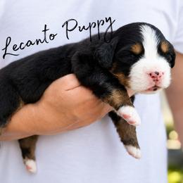 Kylo - Tri-color male Bernese Mountain Dog puppy in Lecanto, Florida from Lecanto Puppy