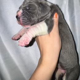Shock - Mantle female Great Dane puppy in Latrobe, Pennsylvania from Country Danes