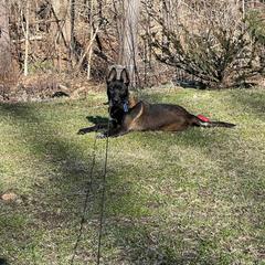 Belgian Malinois Puppies from Battle Road K9