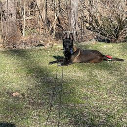 Belgian Malinois Puppies from Battle Road K9