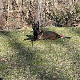 Belgian Malinois Puppies from Battle Road K9