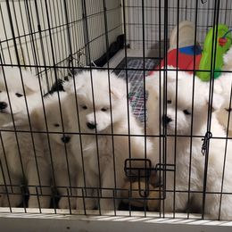 Samoyed Puppies from Samkist