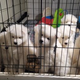 Samoyed Puppies from Samkist