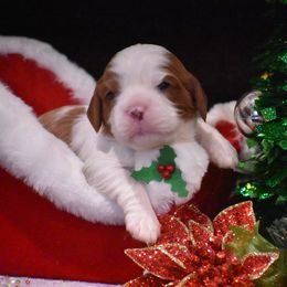 Cavalier King Charles Spaniel Puppies from Grifscamp Cavaliers