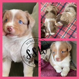 Miniature American Shepherd, Miniature Australian Shepherd, and Toy Australian Shepherd Puppies from Sunset Hill Mini & Toy Aussies