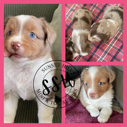 Miniature American Shepherd, Miniature Australian Shepherd, and Toy Australian Shepherd Puppies from Sunset Hill Mini & Toy Aussies