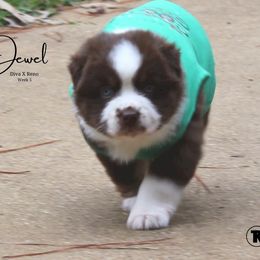 Australian Shepherd, Miniature Australian Shepherd, and Toy Australian Shepherd Puppies from TK Standard, Mini, & Toy Aussies