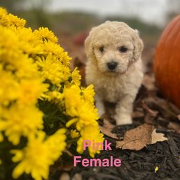 Aussiedoodle Puppies from Crabtree Farm Doodles