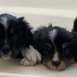 Miniature Australian Shepherds from Nicole’s Mini Aussies