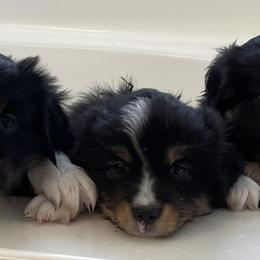 Miniature Australian Shepherds from Nicole’s Mini Aussies