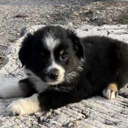 Victoria - Black tri female Miniature Australian Shepherd puppy in Godley, Texas from Nana and Paws Aussies