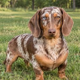 Maisy - Dachshund