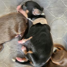 Girl 3 - Piebald female Dachshund puppy in Amarillo, Texas from Panhandle Dashing Doxies