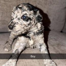 Guava - Merle male Goldendoodle puppy in Richmond, Texas from Harper’s Heartbeats