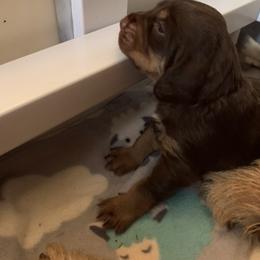 Basset Fauve de Bretagne and Otterhound Puppies from Briarroot Kennel