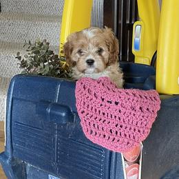 Cavapoo Puppies from Wednesday & Co