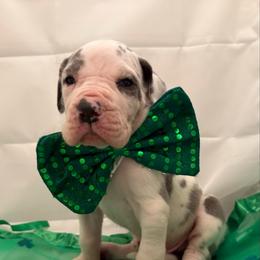 Waylon - Harlequin male Great Dane puppy in Tyler, Texas from Blessed By Danes