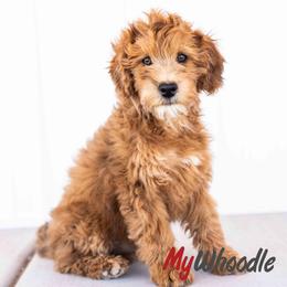 Fargo - Red male Whoodle puppy in Utah from My Whoodle