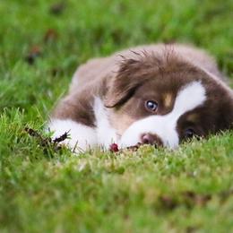 Miniature American Shepherd Puppies from Casita Miniature American Shepherds