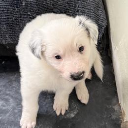 Dot - White ticked female Border Collie puppy in Salem, Indiana from Hidden Creek