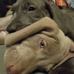 Weimaraners from Ghosts of the Sleeping Gods