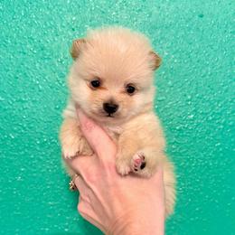 Leia - Cream parti female Pomeranian puppy in Stroud, Oklahoma from Laik’s Little Shihtz & Poms