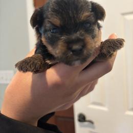 Niko - Black and tan male Yorkshire Terrier puppy in Georgia from Diddly Dog Company
